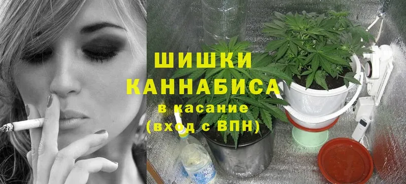 купить наркотики цена  mega зеркало  МАРИХУАНА SATIVA & INDICA  Пыталово 